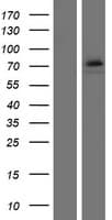 CT26 / DDX53 Protein (Over-Expression Lysate Myc-DDK (Flag))