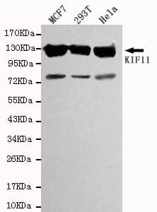 IHC-plus™ KIF11 / EG5 Antibody