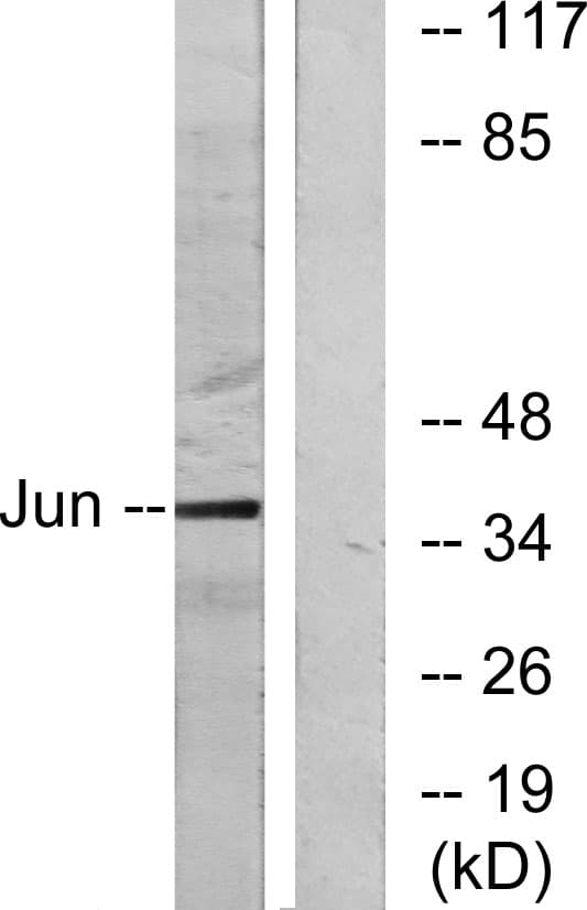 JUN / c-Jun Antibody (aa58-107)