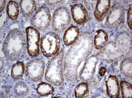 OXSM / KS Antibody (clone OTI1G5)