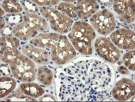 UBE2G2 Antibody (clone OTI5F1)