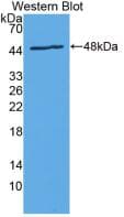 IL24 Antibody