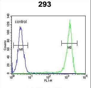 Polyclonal Rabbit anti-Human AAGAB Antibody (aa286-313, IHC, WB)