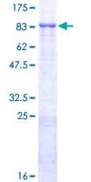 Human FBXL4 / FBL5 Protein (Recombinant GST)