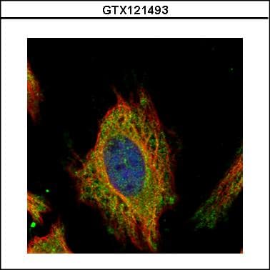 FEM1C Antibody
