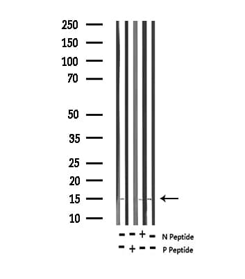 Histone H2A Antibody (phospho-Thr121)