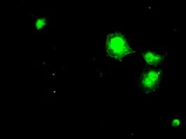 DHFR Antibody (clone OTI6G7)