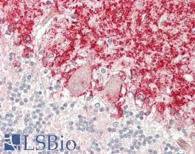 IHC-plus™ APOBEC3C Antibody