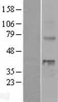 WNT4 Protein (Over-Expression Lysate Myc-DDK (Flag))