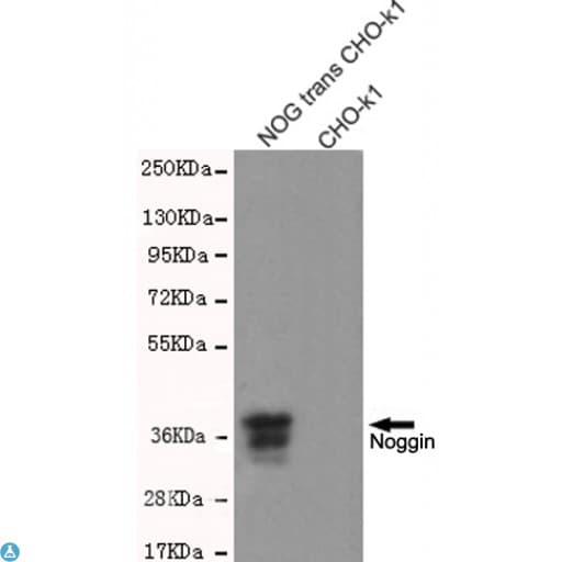NOG / Noggin Antibody
