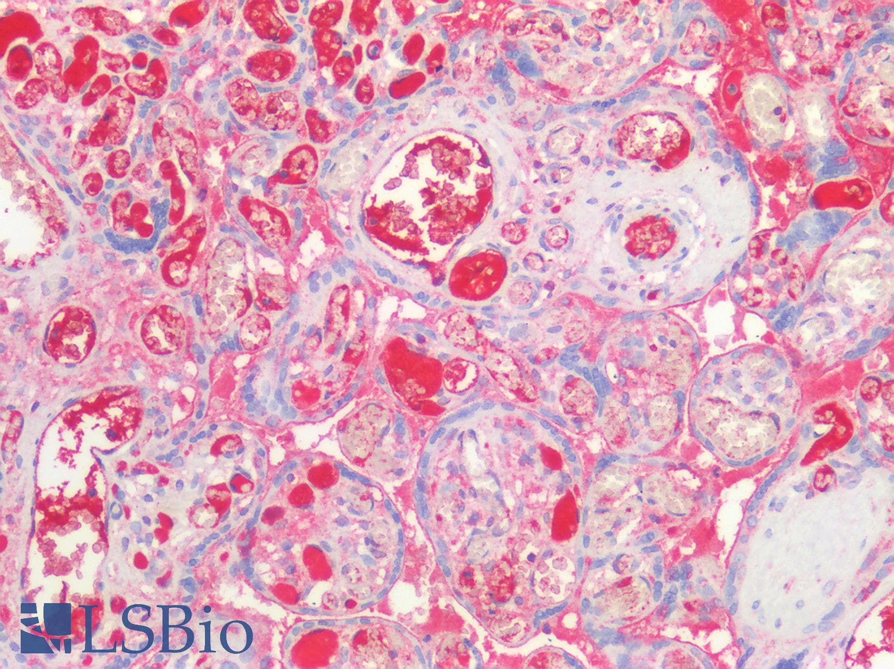 Monoclonal Rat anti-Mouse F8 / FVIII / Factor VIII Antibody (clone 9035, IHC, WB)