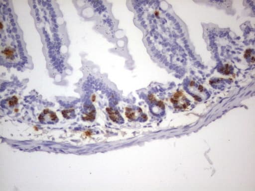 Monoclonal Rat BrdU Antibody (clone 3B2, IHC)