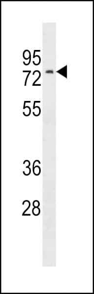 NRXN3 Antibody (aa436-462)