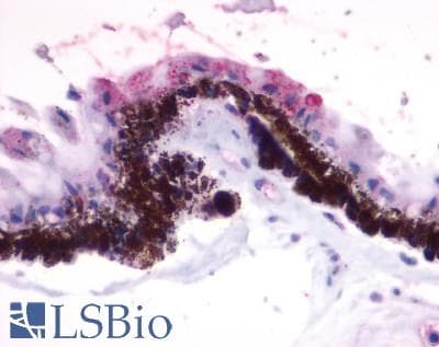 IHC-plus™ RGR Antibody (Extracellular Domain)