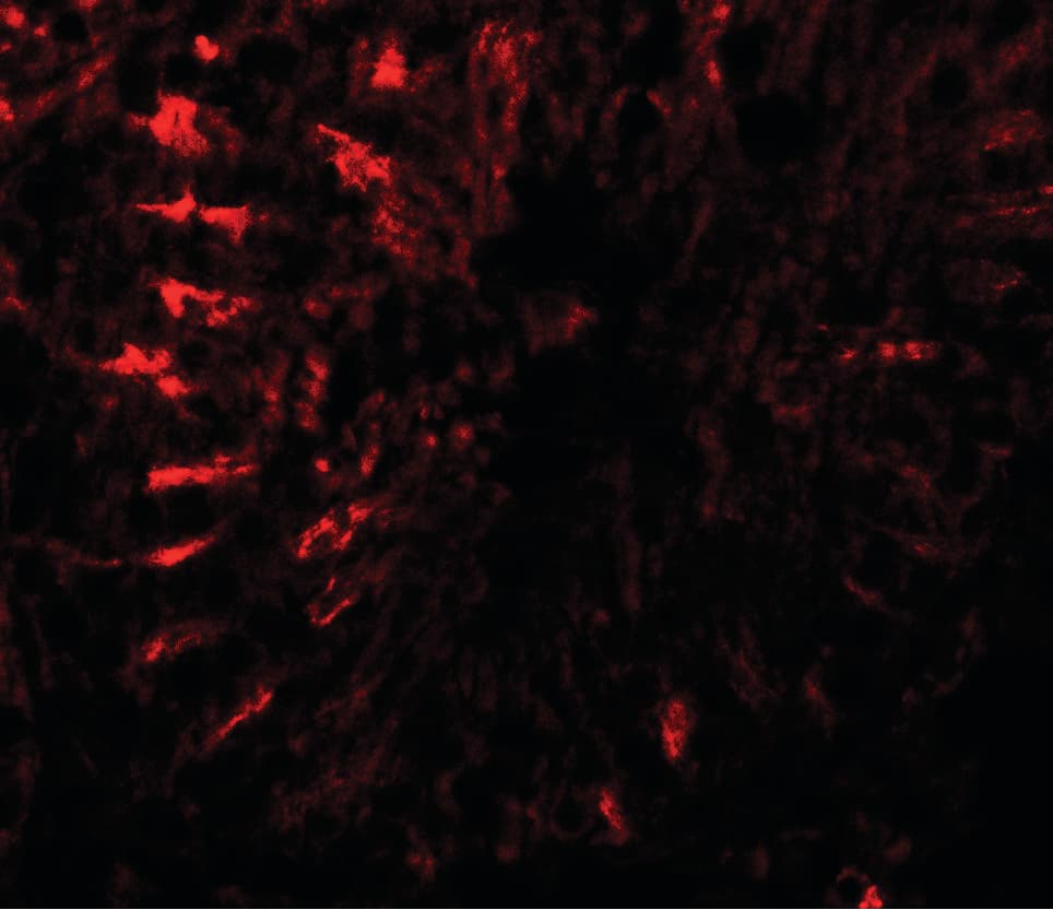 IHC-plus™ TCTE3 Antibody