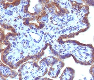 MAML3 / CAGH3 Antibody (clone MMLP3-1)