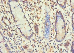 H1F0 Antibody (aa1-194)