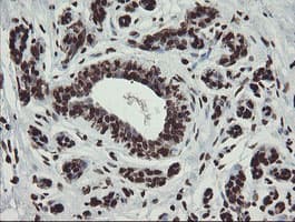 CHN1 Antibody (clone OTI2G6)