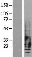 EMP2 Protein (Over-Expression Lysate Myc-DDK (Flag))