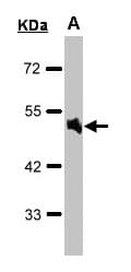 IHC-plus™ ADRA1A Antibody