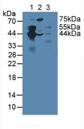 SEPT5 / Septin 5 Antibody (aa77-323, APC)
