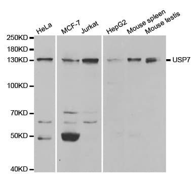 USP7 / HAUSP Antibody