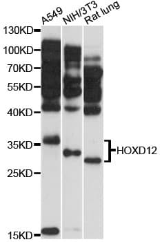 HOXD12 Antibody