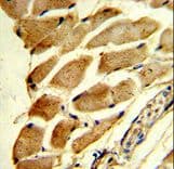 SLIM / FHL1 Antibody (aa214-240)