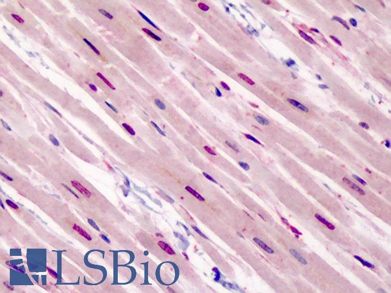IHC-plus™ GATA3 Antibody (aa2-14)