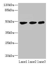 UXS1 Antibody