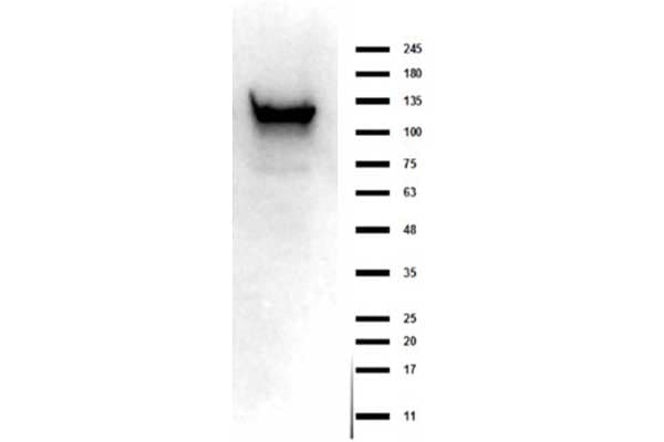 ASAP1 Antibody (C-Terminus)