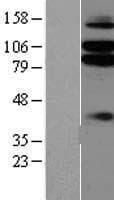 LRRC4C Protein (Over-Expression Lysate Myc-DDK (Flag))