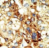 DNMT3A Antibody (aa457-486)
