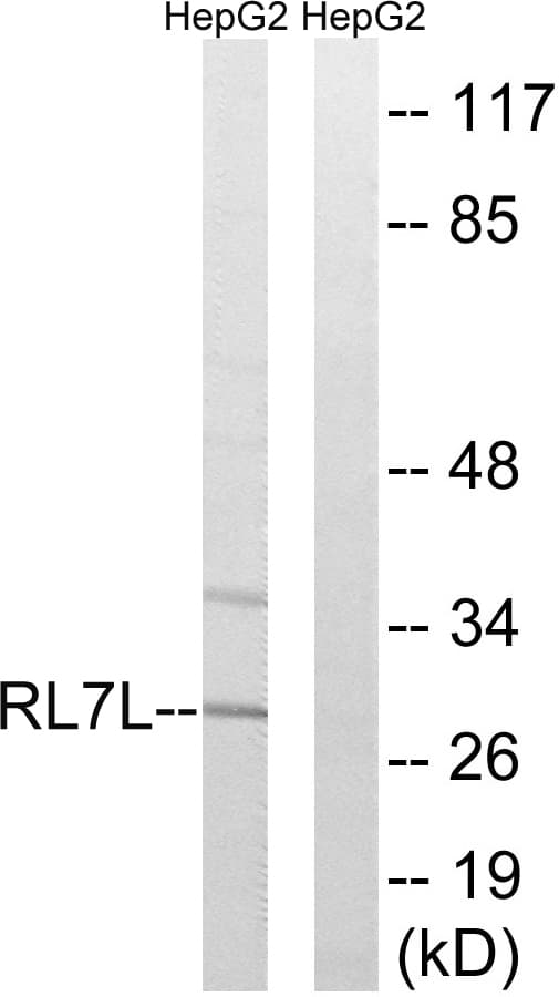 Polyclonal Rabbit anti-Human RPL7L1 Antibody (aa41-90, WB)