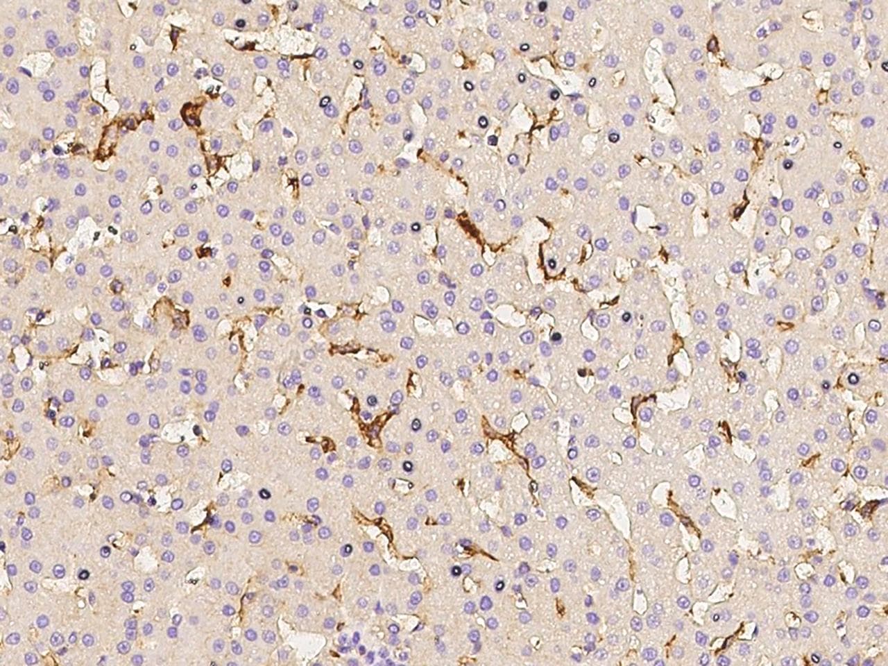 Polyclonal Rabbit anti-Crab-eating macaque CD14 Antibody (Preservative Free, IHC)