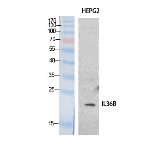 IL36B Antibody