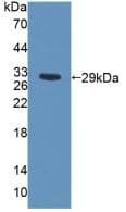 MYHC / MYH6 Antibody (aa419-666)