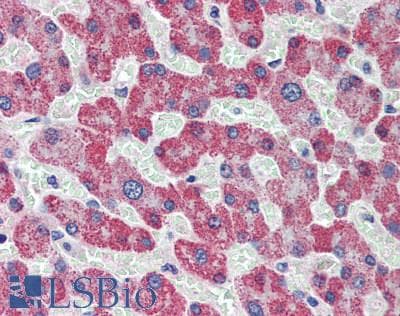 IHC-plus™ ADAMTS13 Antibody