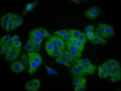 SLC41A1 Antibody