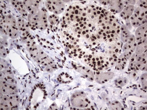 DDX56 Antibody (aa323-547, clone UMAB152)