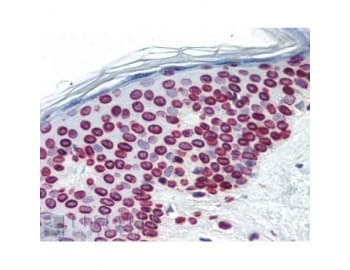 Monoclonal Mouse anti-Human LMNA / Lamin A+C Antibody (clone JOL2, IHC, WB)