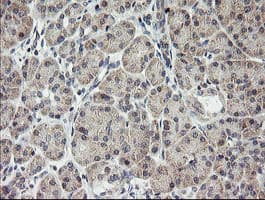 MRPS34 Antibody (clone OTI4B9)