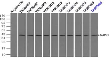 MAPK1 / ERK2 Antibody (clone OTI7E7)