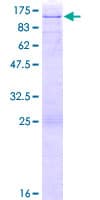 Human ELF1 Protein (Recombinant GST)