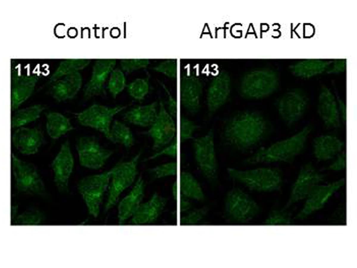 ARFGAP3 Antibody