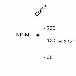 Monoclonal Mouse anti-Rat NEFM / NF-M Antibody (C-Terminus, IF, WB)