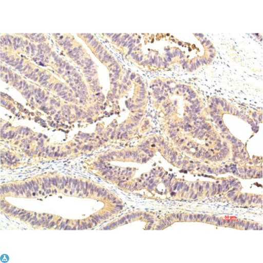 STAT1 Antibody