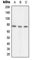 Polyclonal Rabbit anti-Human NSF Antibody (Internal, WB)