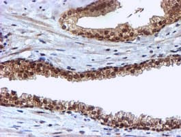 CYP17 / CYP17A1 Antibody (clone OTI3F11)