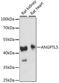 ANGPTL5 Antibody